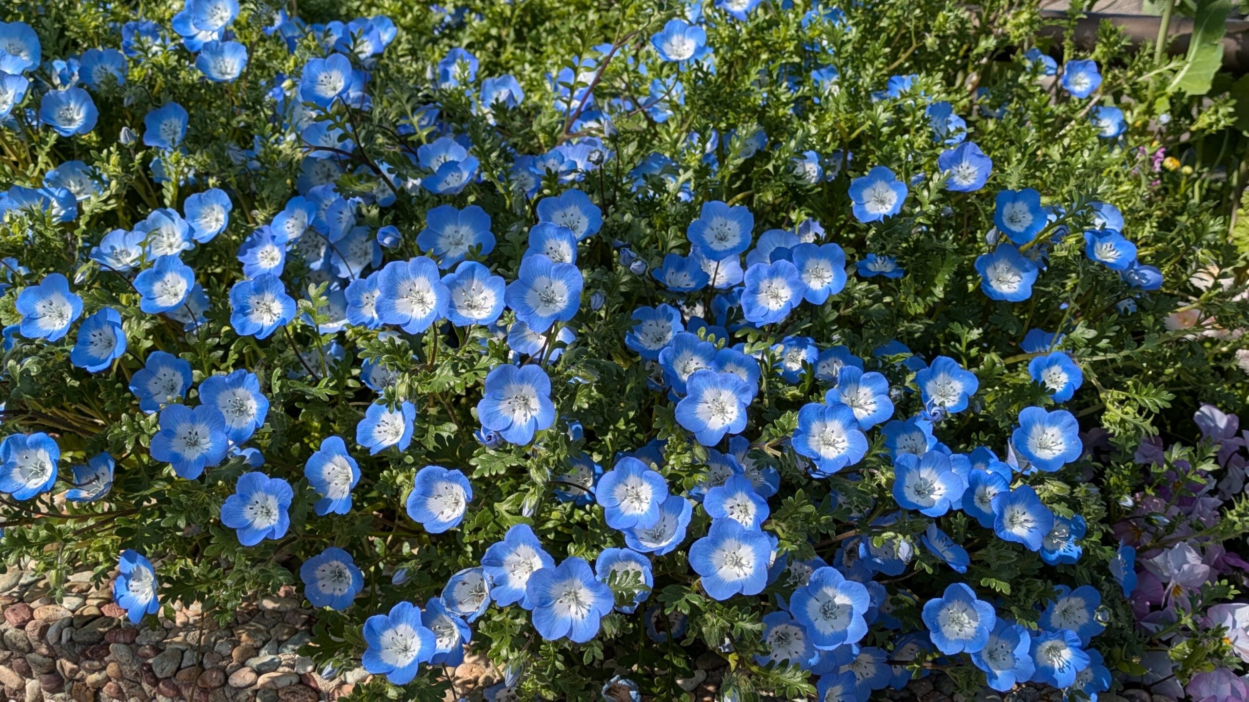 http://佐布里緑と花のふれあい公園イメージ4