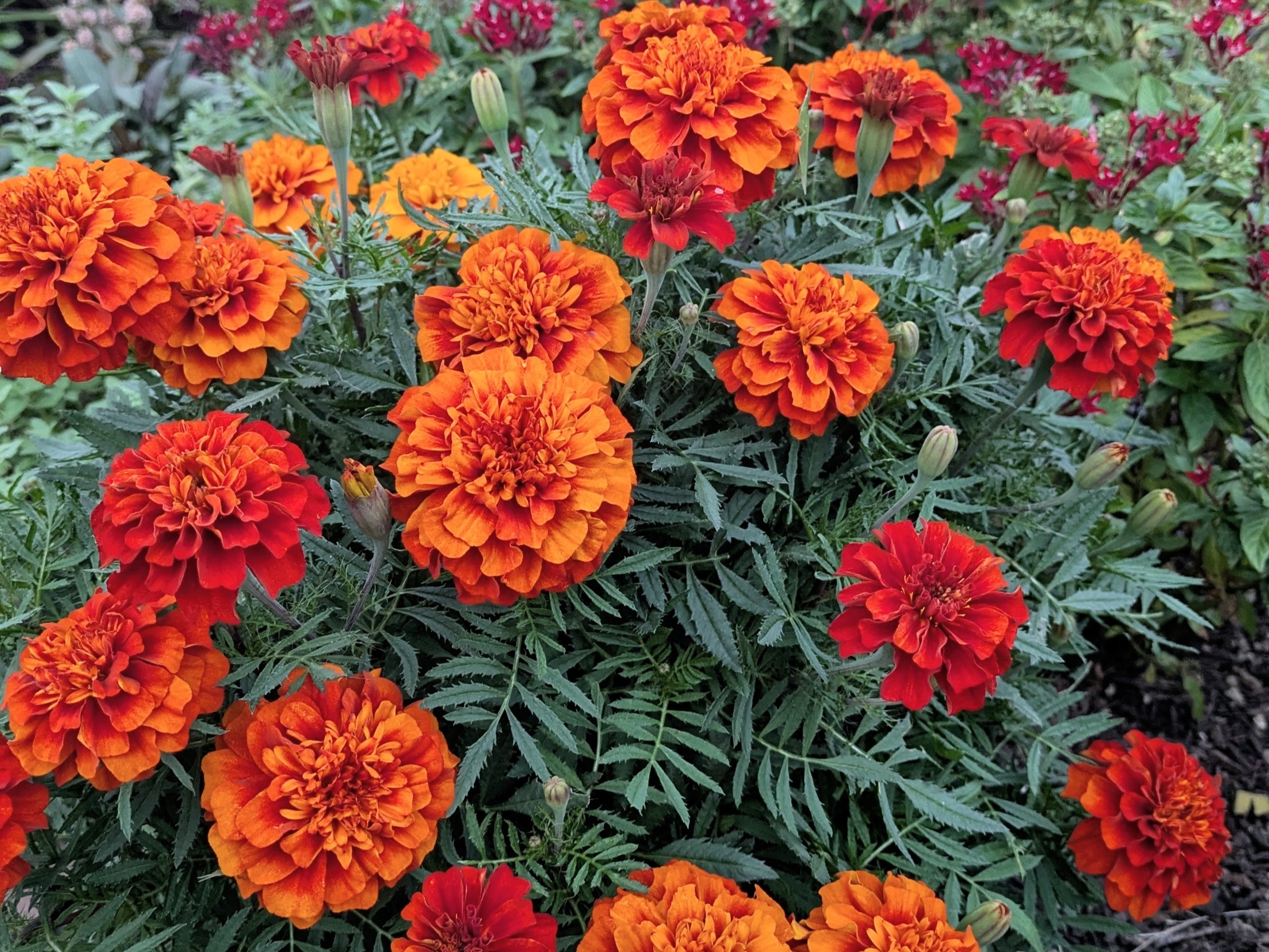 http://佐布里緑と花のふれあい公園イメージ1